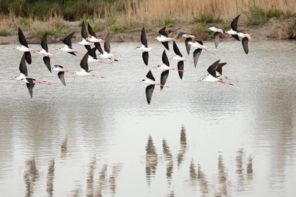 Les oiseaux au printemps/été  Parc Ornithologique du Pont de Gau