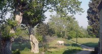 1418643683-mas-platanes-bienvenue-logement2-slider02