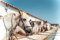 Camping_La Brise de Camargue_camargue