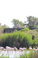 Camping_Le Clos du Rhône_observation oiseaux