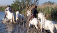 13928082835304915bc1d6carnelles-histoire-chevaux