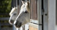1403079331-grenouillere-equestre-slider01