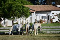1403085657-grenouillere-equestre-bienvenue02
