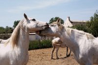 5a9014c8d6cba-ranch-c-015b