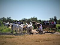 5a901570d9702-caleche-juments