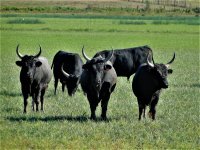 60c24bd5da696-taureaux-en-pays-2