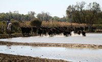 58e5fbb89a296-manade-baumelles-visite-01