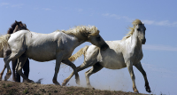 1429790892-chevauxcamargue2