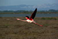 1429790994-flamantrose