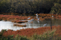 1429791012-aigrette