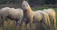 1429791247-chevauxcamargue03