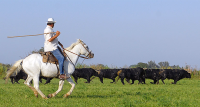 1429792853-equitation