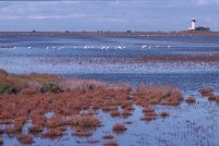 1423047965-camargue-decouverte-safari02