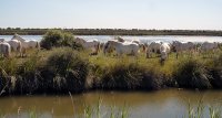 1423048718-camargue-decouverte-safari-slider01