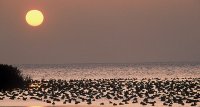 1423048727-camargue-decouverte-safari-slider02