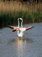 1423049047-camargue-decouverte-safari04