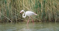 1423051367-camargue-decouverte-safari-slider03