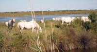 1423051715-camargue-decouverte-home-slider01