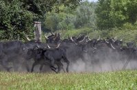 1423052144-camargue-decouverte-home01