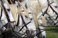 1423052154-camargue-decouverte-home02
