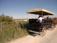 1423058083-camargue-decouverte-caleche01
