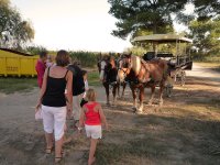 1423058129-camargue-decouverte-caleche03