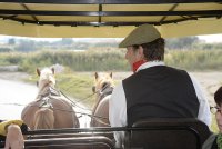 1423212899-camargue-decouverte-caleche04
