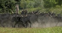 1423213727-camargue-decouverte-manade-slider02