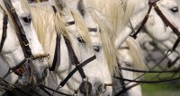 1423214125-camargue-decouverte-caleche-slider02