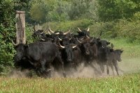 1423644551-camargue-decouverte-manade01