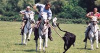 1423644726-camargue-decouverte-manade-slider04
