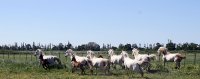 1435748878-manade-fernay-visite04