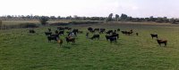 1435748890-manade-fernay-visite05