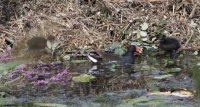 1435749198-manade-fernay-visite-slider08