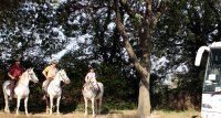 1435758154-manade-fernay-jour-slider01