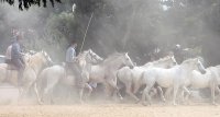 1435758163-manade-fernay-jour-slider03