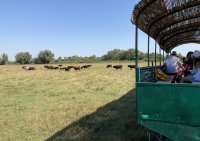 66471fb877796-ballade-charrette