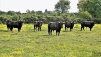 66472092adb59-taureaux-manade-fernay