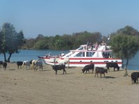 1397558054-la-camargue-en-bateau-800x600