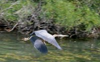 1398153312-quatre-maries-oiseaux-01