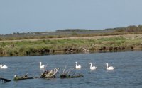 1398153323-quatre-maries-oiseaux-02