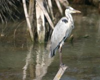 1398159105-quatre-maries-oiseaux-03
