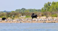5c6299e25c844-tiki3-croisiere-camargue-taureaux-liberte