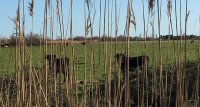 1470388162-cam-alp-safaris-slider-02