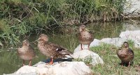 1443514654-vele-saintois-home-slider02