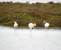66d0b57233f2f-img2566