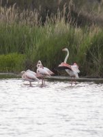 66d0b5d8b1e62-flamants-