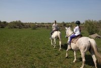 5965f67c39994-marais-vigueirat-cheval-04