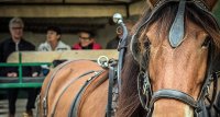 5966063b8b3a9-marais-vigueirat-header-chevaux-01
