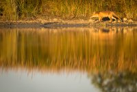 6359204f02573-renard-rouxcmarais-du-vigueirat